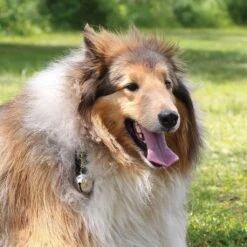 Coghlan's Bear Bell With Carabiner -Outdoor Camping Shop image 4576